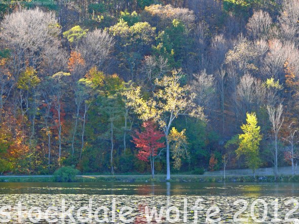 Lace Highlights_edited-1