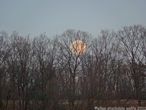 Moonrise through Filigree Trees