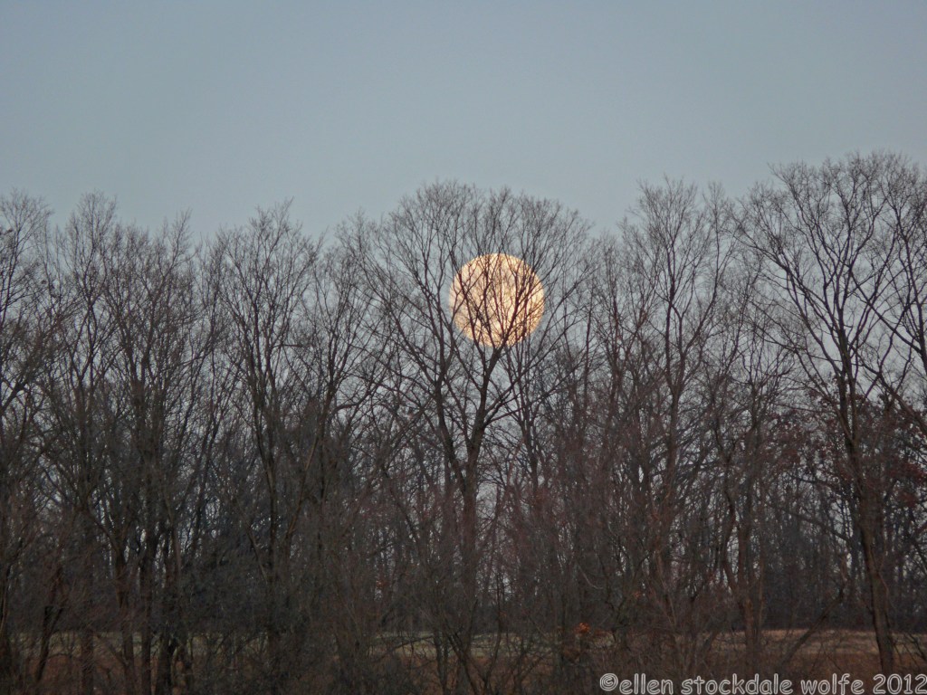 Moonrise through Filigree Trees