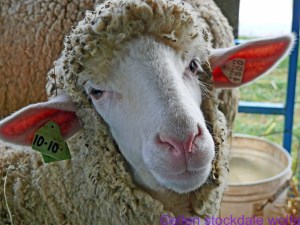 Sheep Portrait no. 2_edited-1