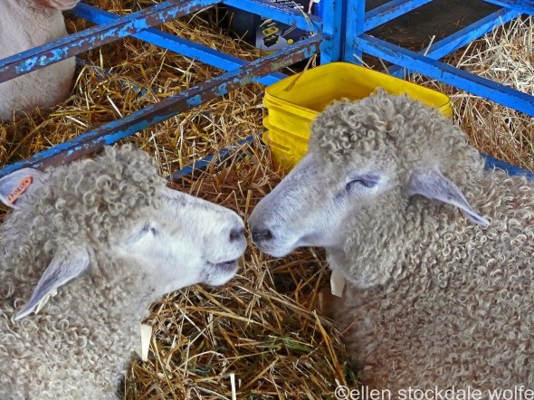 P1080623_edited-2 copy