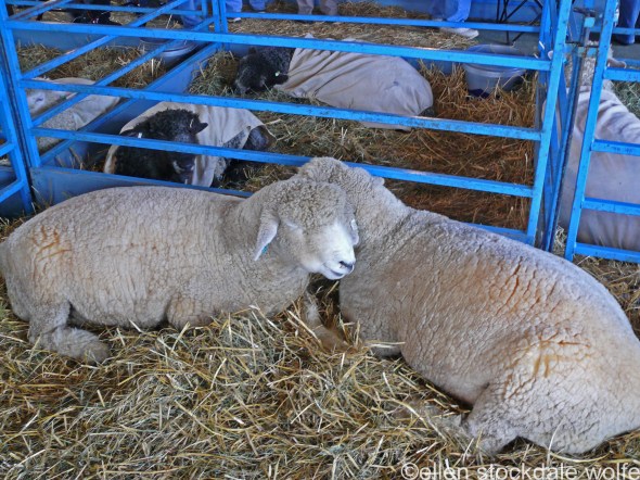 P1080646_edited-1 copy