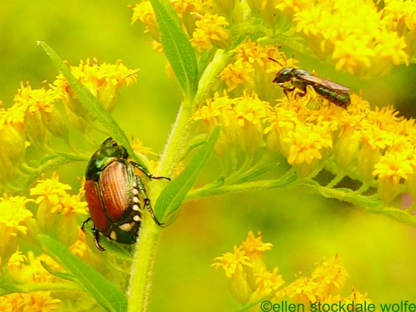 Dahlias '09, frog, salamander, view 008 (3) - Copy