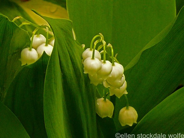 Lily of the Valley (digital photo)