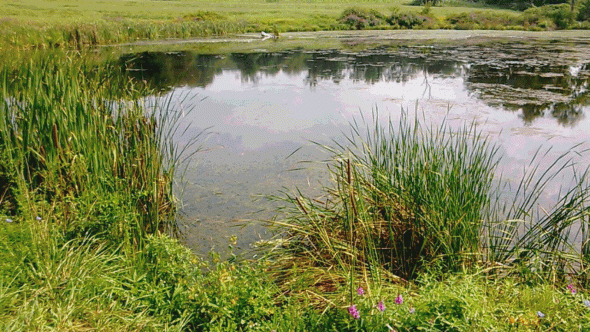 WP_20130901_16_01_41_Cinemagraph copy