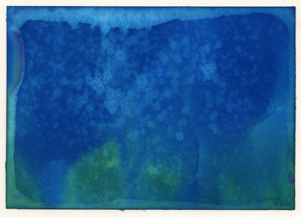 White flowers in Blue Trees