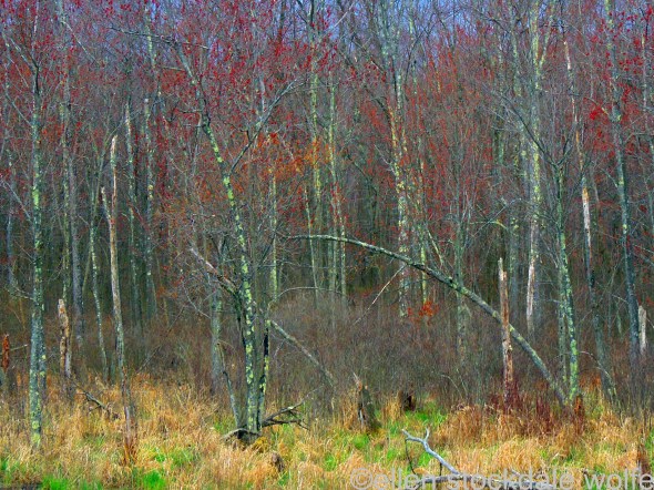 RSCN2558_edited-1 copy